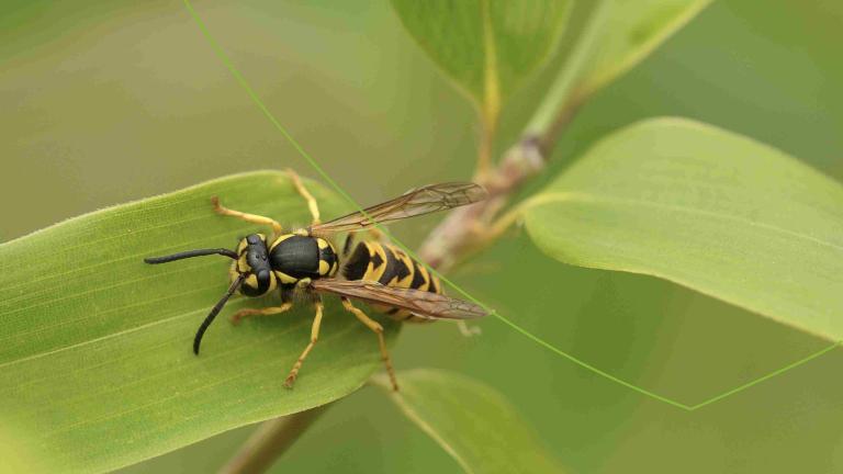 Wat doen bij een insectenbeet