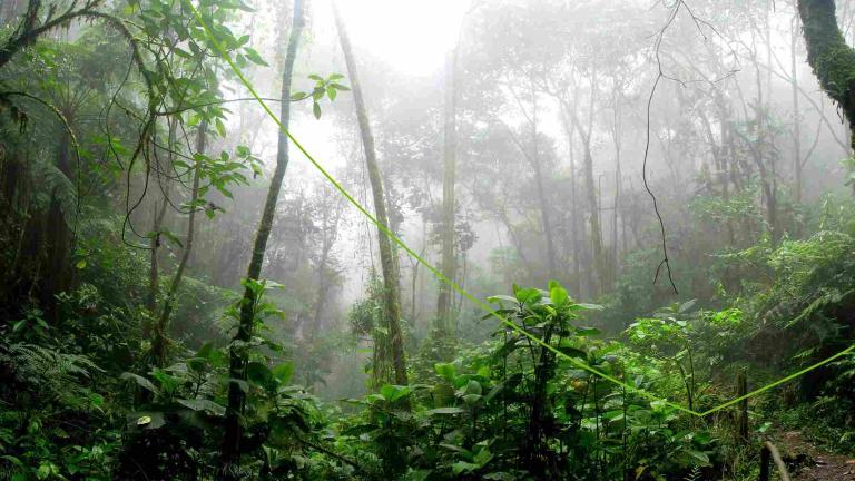 Bloedzuigers in de jungle